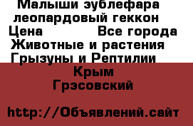 Малыши эублефара ( леопардовый геккон) › Цена ­ 1 500 - Все города Животные и растения » Грызуны и Рептилии   . Крым,Грэсовский